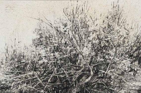 Broussailles à Sillans-la-Cascade - 1959 - Encre sur papier - 50 × 66,5 cm. - Image en taille réelle, .JPG 127Ko (fenêtre modale)