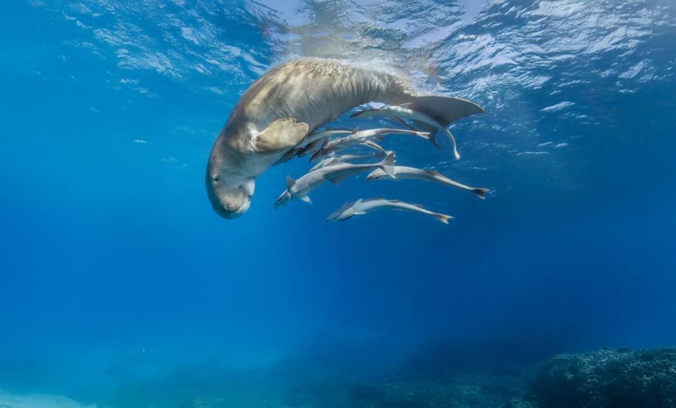 Fragile Océan - Agrandir l'image, fenêtre modale